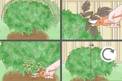 How to Prune Spirea Shrubs