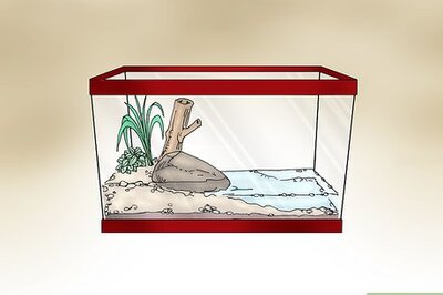 How to Care for Your White's Tree Frogs