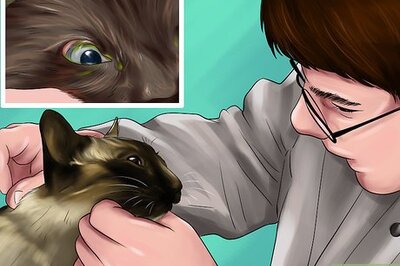 How to Treat Keratitis in Cats