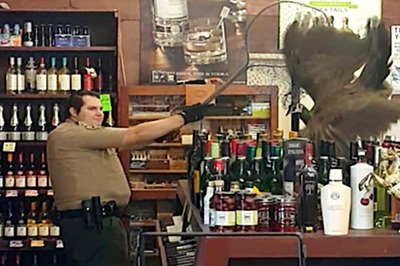 Peacock Crashes Liquor Store in California