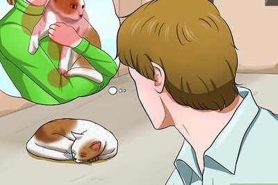 How to Help Stray Cats