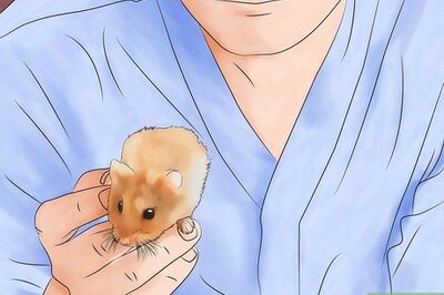 How to Get Rid of Mites in Your Hamster's Cage