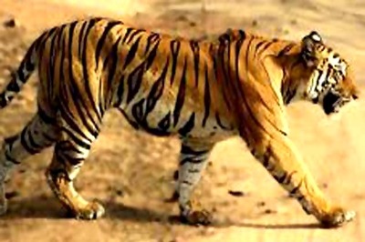Two tigresses die in MP's wildlife reserves in separate incidents