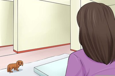 How to Train a Dachshund (Puppy and Adult)