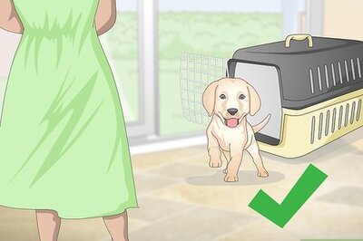 How to Potty Train Small Dogs