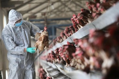 India Sees This Year's 1st Bird Flu Death: What We Know About H5N1 in India