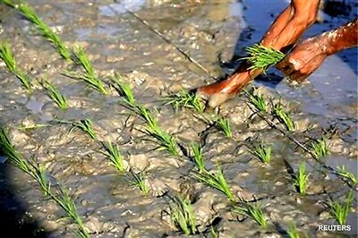 Monsoon revives, drought risks ease for now