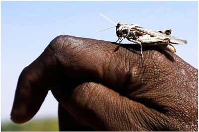 India to Join Pakistan, Iran & Afghanistan in Fight Against Worst Locust Invasion in 3 Decades