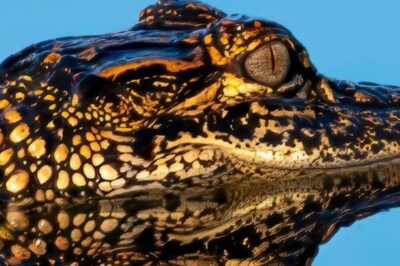 In A Deadly Alligator Vs Python Face-off In Florida, The Winner Is...