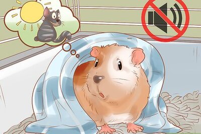 How to Bond With Your Guinea Pig