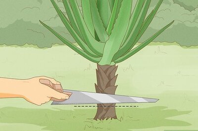 How to Kill Yucca Plants