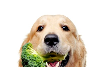 Pet Nutrition: Keep Clear From These Components in Your Dog’s Meal