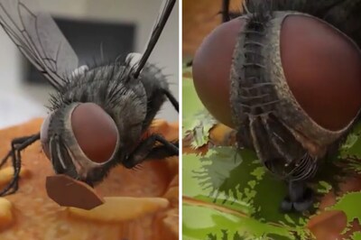 Video Capturing Eating Habit Of Flies Disgusts Internet