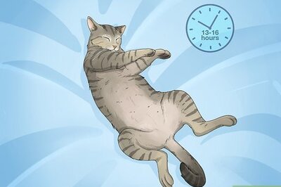 How to Know if Your Cat Is Getting Enough Sleep