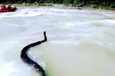 Watch: Video Of 10 Feet Long Python in Ganga River Goes Viral