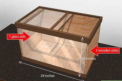 How to Care for a Milk Snake