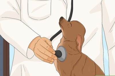 How to Feed Picky Chihuahuas