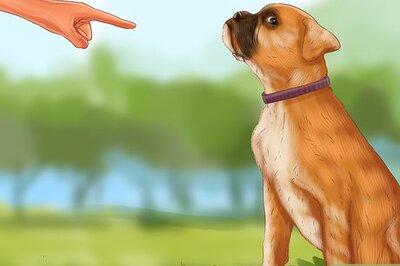 How to Break a Boxer's Bad Habits