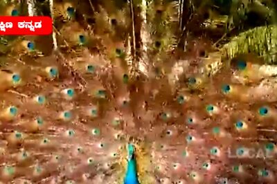 At This Karnataka Temple, A Peacock Has Been Dancing For Six Years