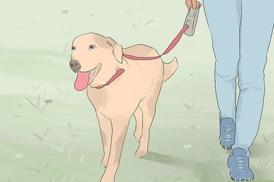 How to Care for Animals During the Coronavirus Outbreak