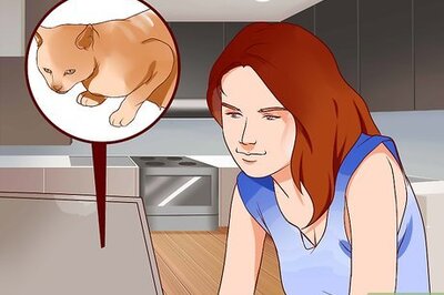 How to Stop Being Afraid of Cats