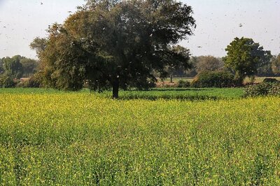 Trouble for Gujarat Farmers as Swarms of Locusts Ravage Crops, Govt Deploys 27 Teams