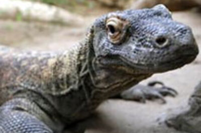Virgin Komodo dragon is expecting