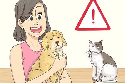 How to Treat Frequent Urination in Cats