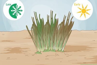 How to Transplant Daffodils