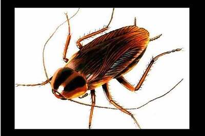 Chinese women breeds 100,000 cockroaches in her home