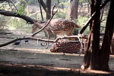 Congress stages walkout in the state Assembly over death of 22 deer