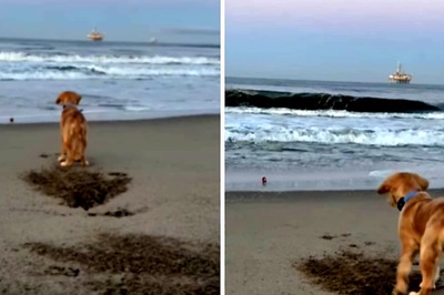 Video Of Dog Helping Pup Get Its Ball Back Will Leave You With A Big Smile