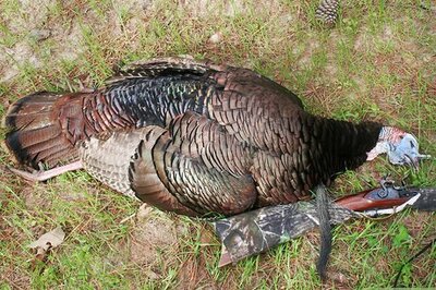 How to Butcher and Remove the Pin Feathers of a Turkey