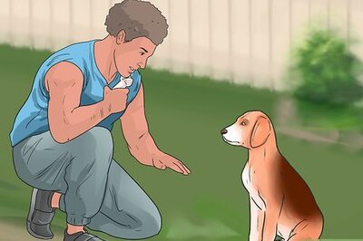 How to Train Great Danes