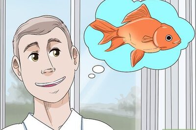 How to Find the Right Pet