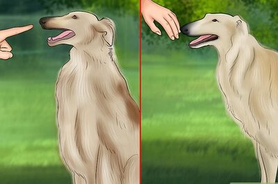 How to Care for a Borzoi