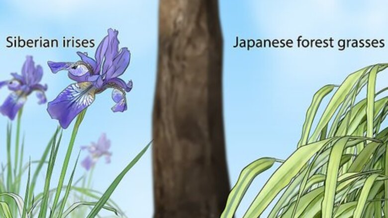 How to Plant Under a Tree