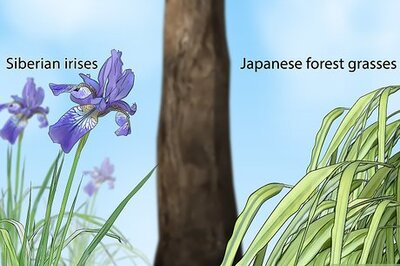 How to Plant Under a Tree