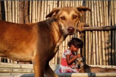 'Coercive Methods Would Amount to Animal Cruelty': Bombay HC Orders Housing Society to Act against Guards Using Sticks to Scare Away Stray Dogs