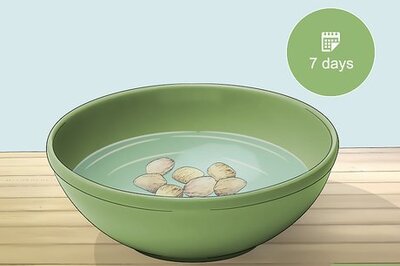 How to Plant an Areca Palm