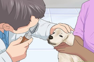 How to Check the Health of a New Dog
