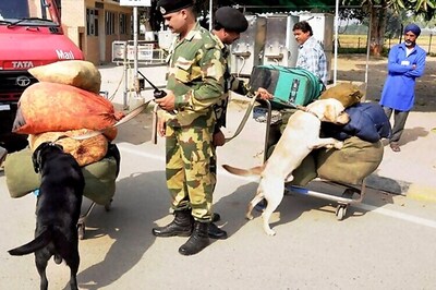 Retired Army dogs, horses and mules to get new lease of life