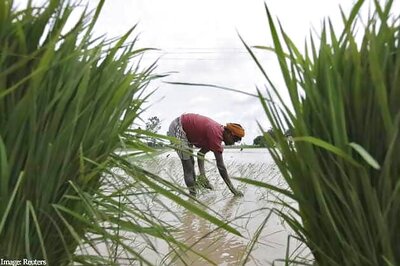 In India's grain bowl, recent rains ease weak monsoon worries for farmers and Modi government