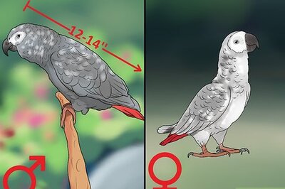 How to Determine the Sex of African Grey Parrots