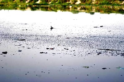 NGT issues notice to illegal nurseries on Yamuna floodplains