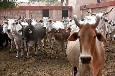 Civic Authorities in Madhya Pradesh Face Flak Over Death of 10 Cows in 'Overcrowded' Shed