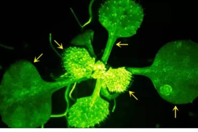 Unbelievable: Scientists Discover Plants Communicating When Facing Threat