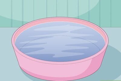 How to Water Air Plants