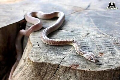 Snake Sightings on the Rise Across Delhi Due to Monsoon Season