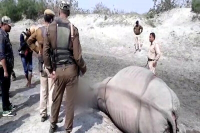 Rhino Killed by Poachers in Kaziranga, 5 Elephants Mowed Down by Speeding Train in Assam